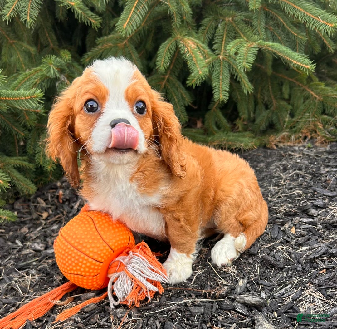Miniature Bernese Mountain Dog dogs for sale: Annie - Image 3