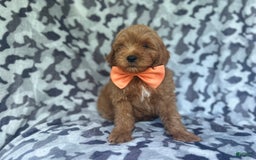 Cockapoo dogs for sale: Niko - Image 2