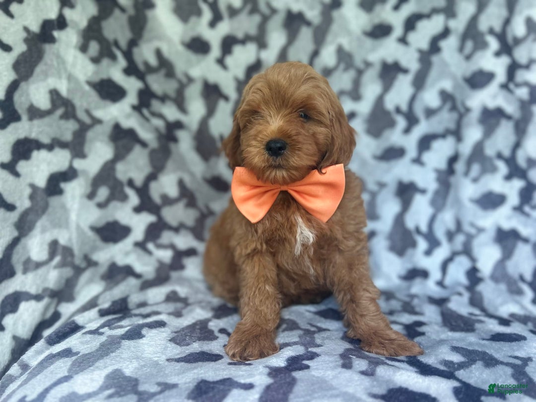 Cockapoo dogs for sale: Niko - Image 2