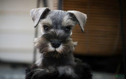 Miniature Schnauzer dogs for sale: Han - Image 5