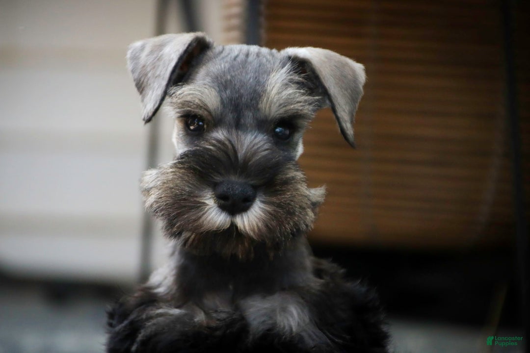 Miniature Schnauzer dogs for sale: Han - Image 5