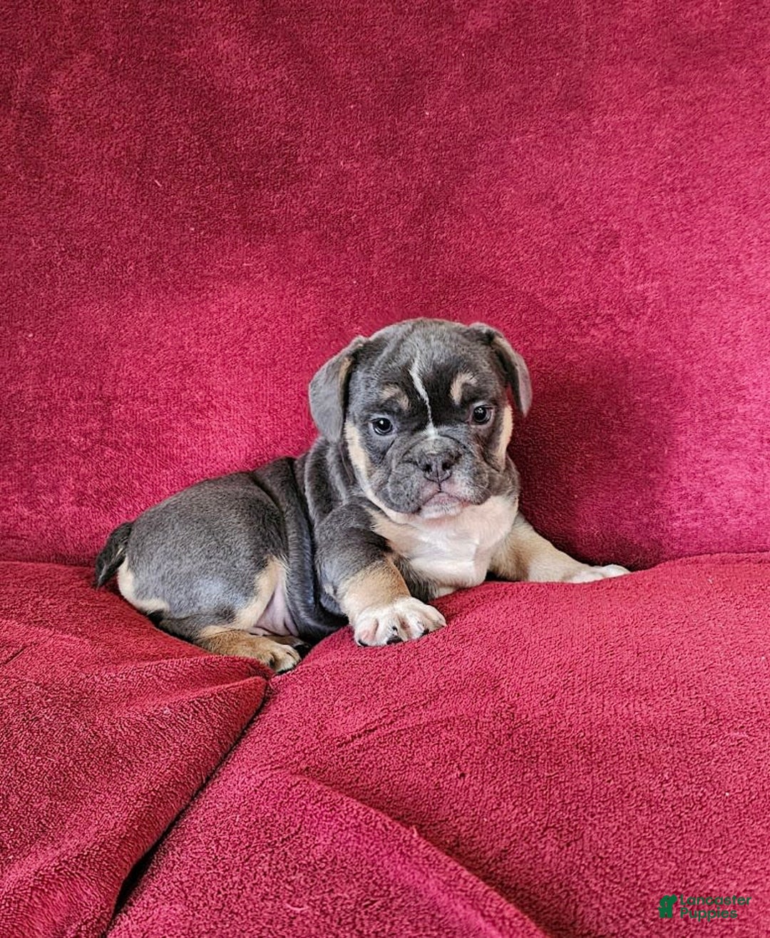 English Bulldog dogs for sale: English Bulldog 3 puppies - Image 9