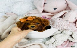 Toy Poodle dogs for sale: Presi - Image 3