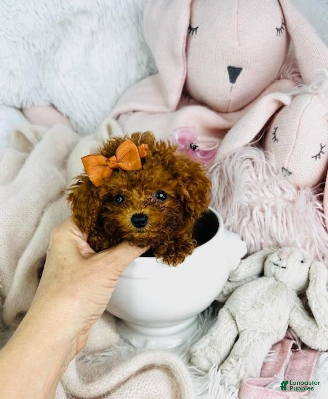 Toy Poodle dogs for sale: Presi - Image 3