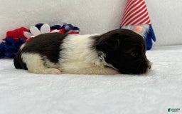 Miniature Schnauzer dogs for sale: Fancy Female 2 Akc Liver Parti - Image 12
