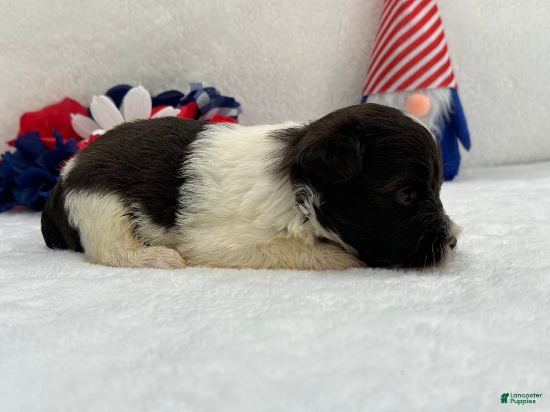 Miniature Schnauzer dogs for sale: Fancy Female 2 Akc Liver Parti - Image 12