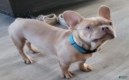 French Bulldog dogs for sale: Luna - Image 3