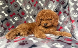 Cockapoo dogs for sale: Dagger - Image 1