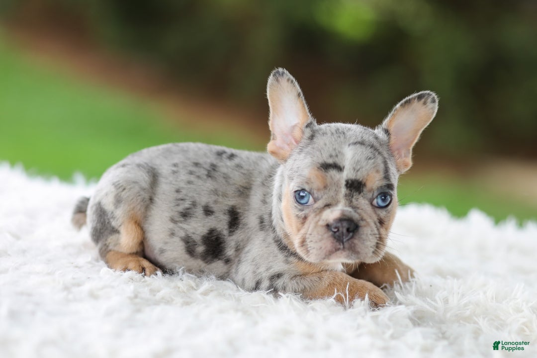 French Bulldog dogs for sale: Willow - Image 6