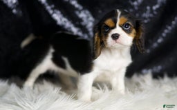 Cavalier King Charles Spaniel dogs for sale: Diamond - Image 6