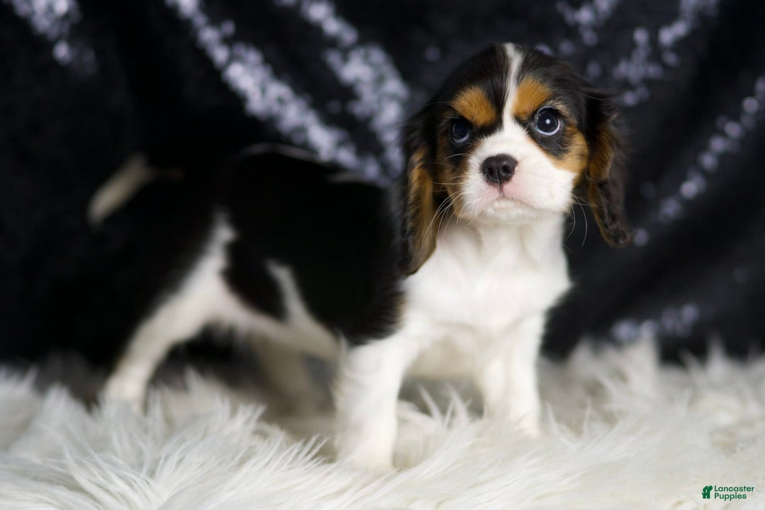 Cavalier King Charles Spaniel dogs for sale: Diamond - Image 6