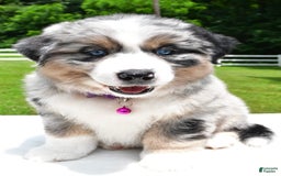 Miniature Australian Shepherd dogs for sale: Jewel - Image 7