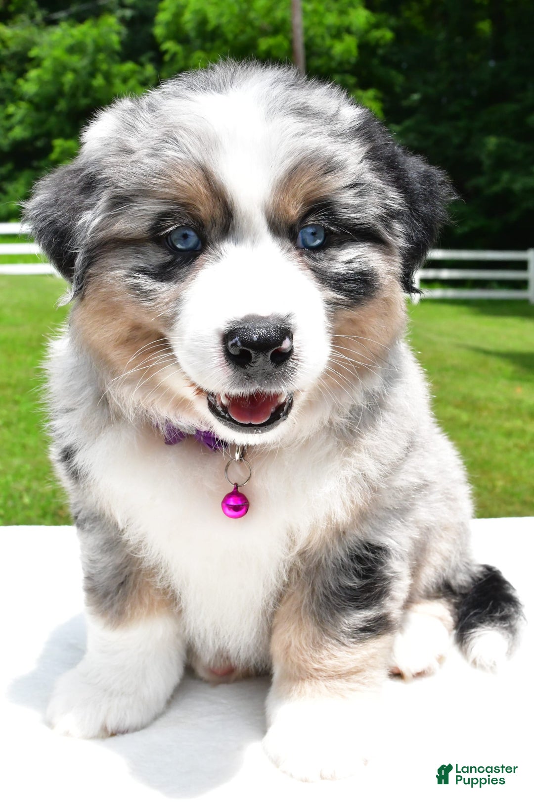Miniature Australian Shepherd dogs for sale: Jewel - Image 7