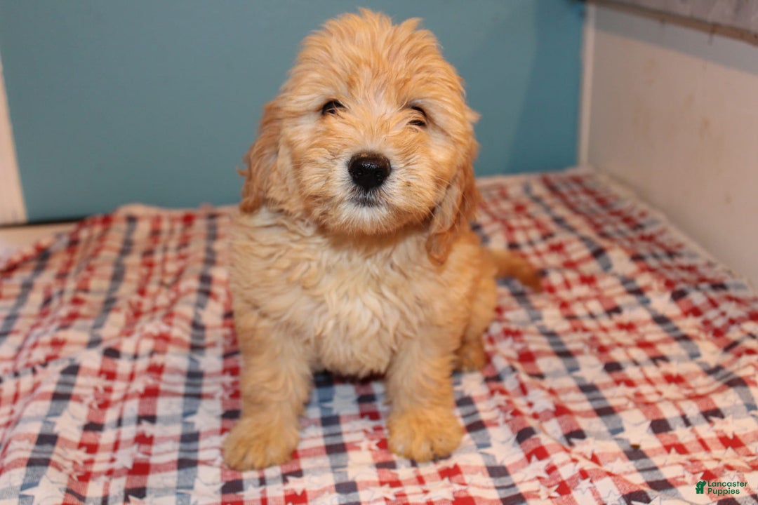 Mini Goldendoodle dogs for sale: May Mini - Image 13