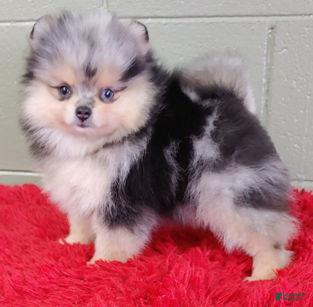 Pomeranian dogs for sale: Oliver - Image 7