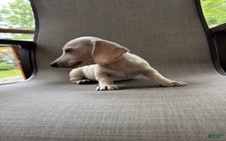 Miniature Dachshund dogs for sale: Sam - Image 2