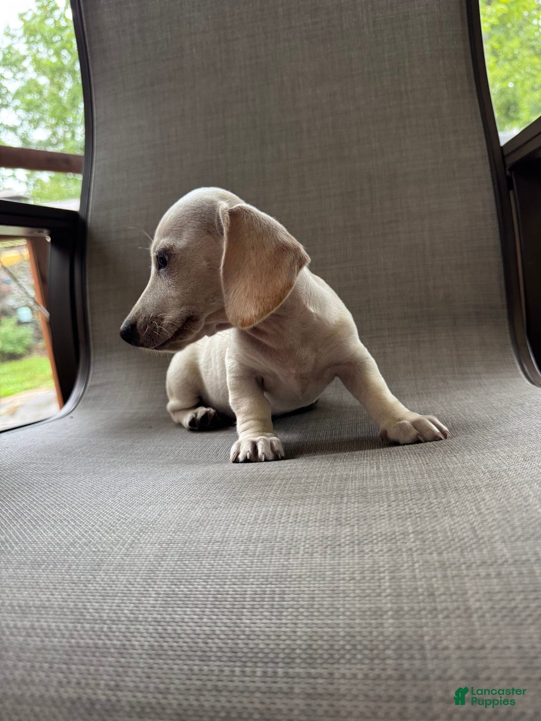 Miniature Dachshund dogs for sale: Sam - Image 2
