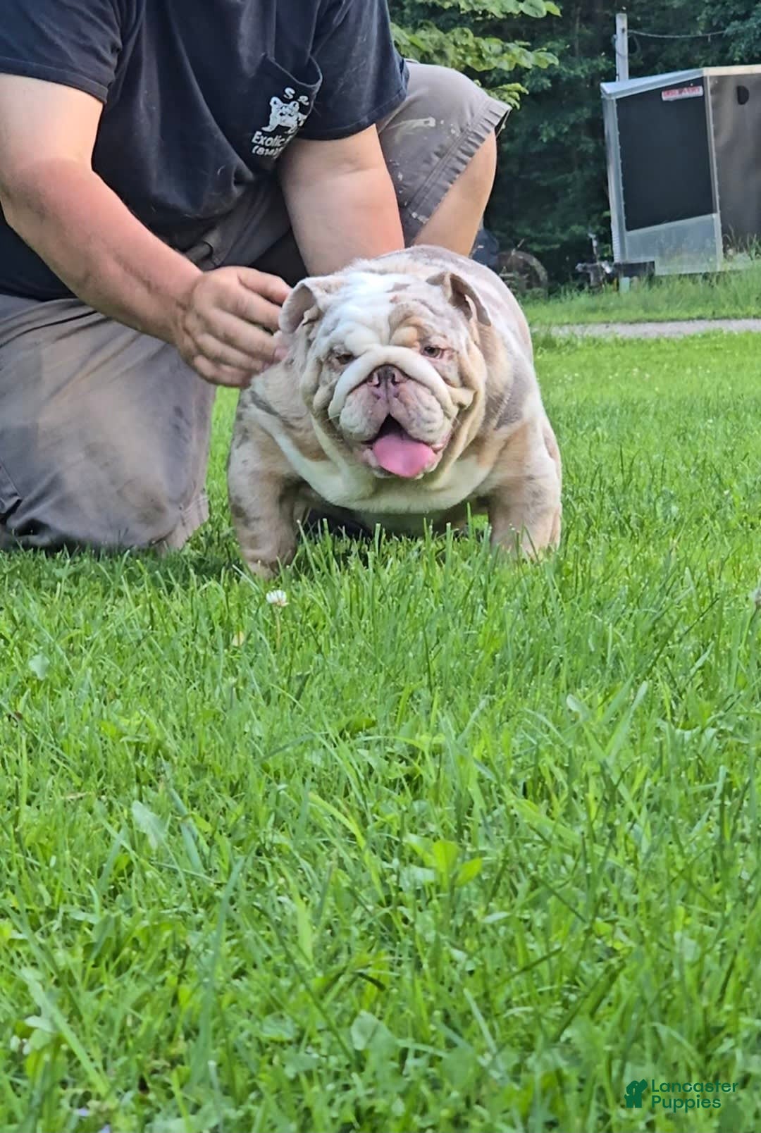 English Bulldog dogs for sale: Rj - Image 3