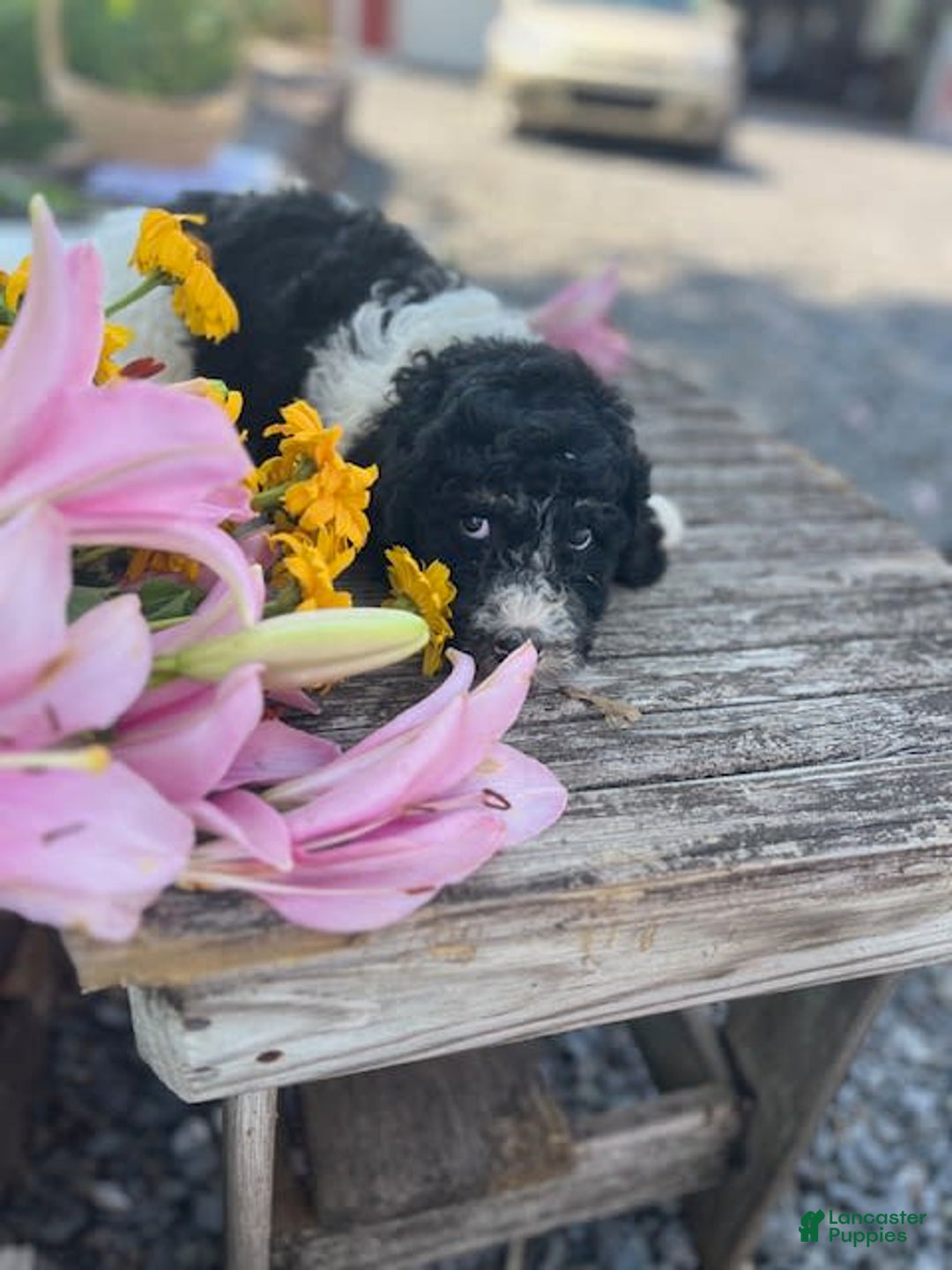 Bernedoodle dogs for sale: Priscilla - Image 4