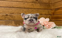 French Bulldog dogs for sale: Remi - Image 5