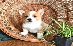 Welsh Corgi Pembroke dogs for sale: Will - Image 2
