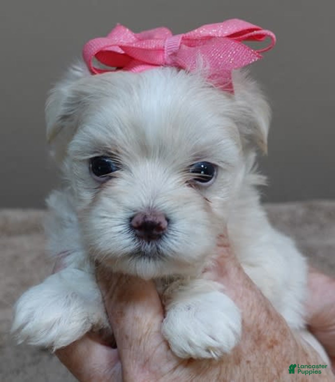 Maltese dogs for sale: Tinker - Image 14