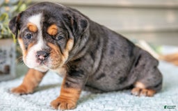 Beabull dogs for sale: Sable - Image 2