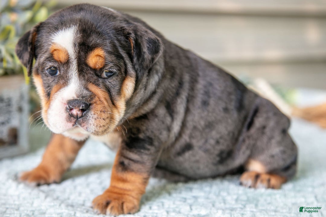 Beabull dogs for sale: Sable - Image 2