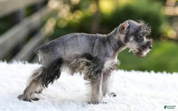 Miniature Schnauzer dogs for sale: Bella - Image 8