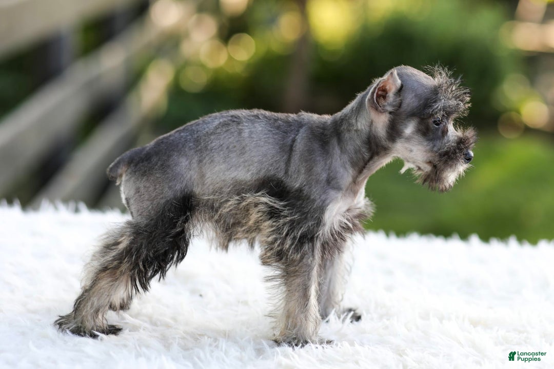Miniature Schnauzer dogs for sale: Bella - Image 8