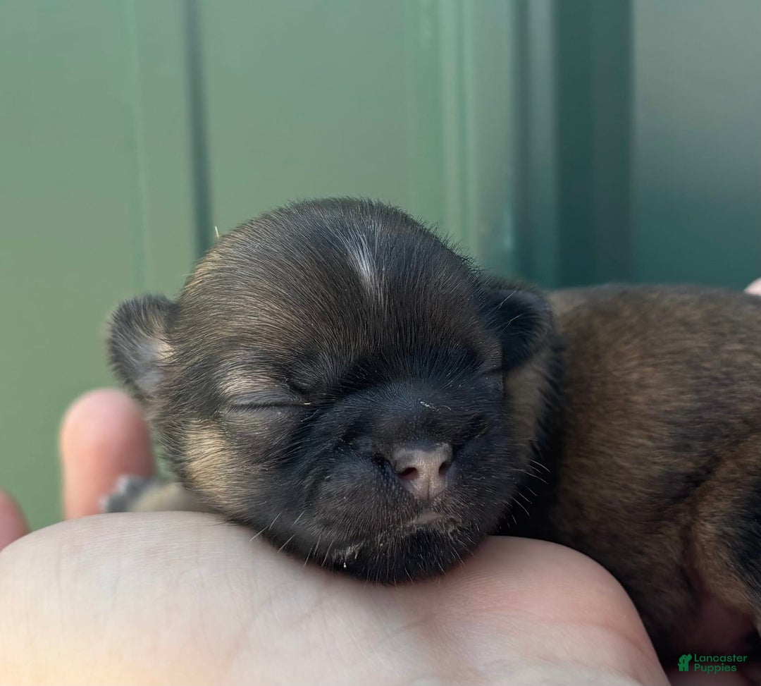 Shih Tzu dogs for sale: Bonbon - Image 1