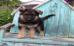 German Shepherd dogs for sale: Bear - Image 12