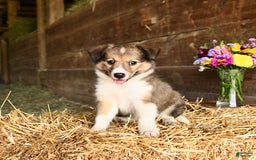 Shetland Sheepdog dogs for sale: Clover - Image 2
