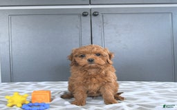 Mini Goldendoodle dogs for sale: Miley - Image 10