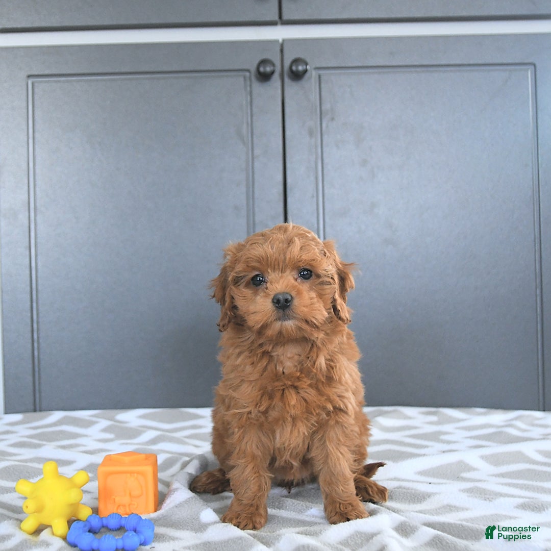 Mini Goldendoodle dogs for sale: Miley - Image 10