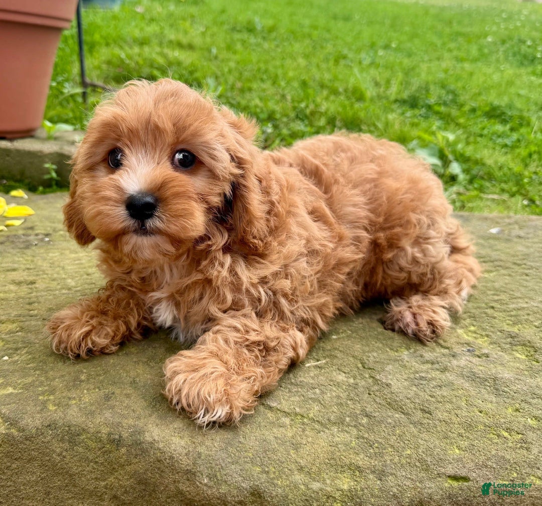 Cavapoo dogs for sale: Olivia - Image 7