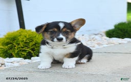 Welsh Corgi Pembroke dogs for sale: Tessa - Image 1