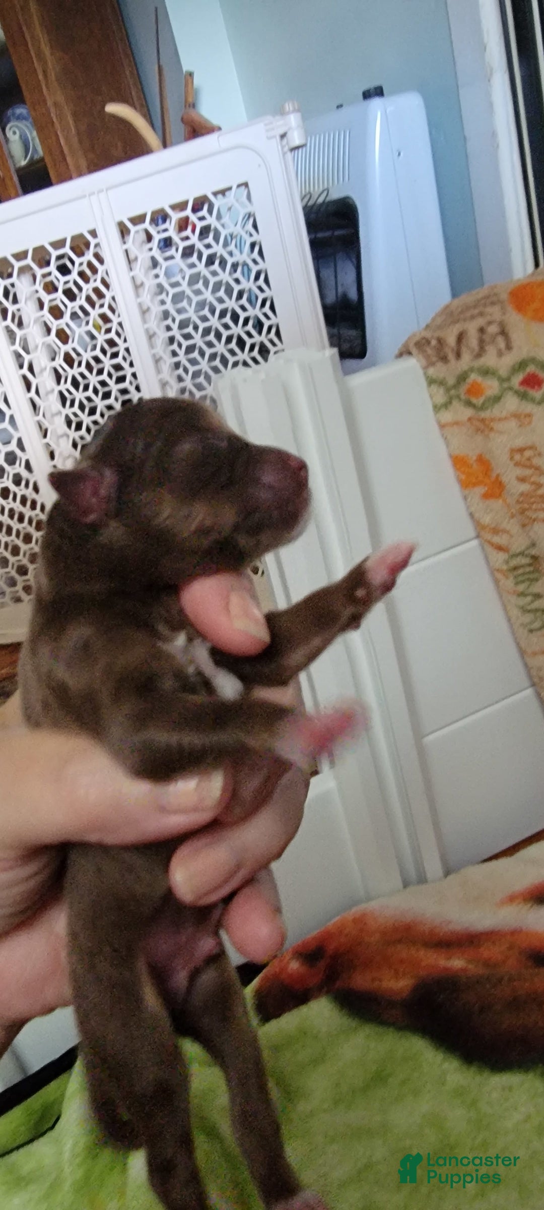 Australian Shepherd dogs for sale: Red Male - Image 3