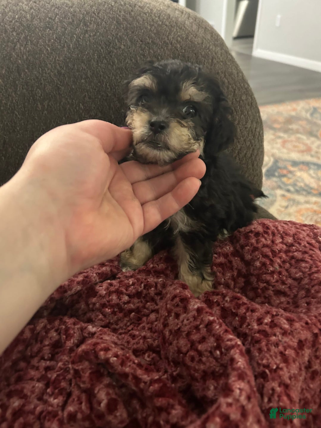 Teddy Bear dogs for sale: Scout - Image 3