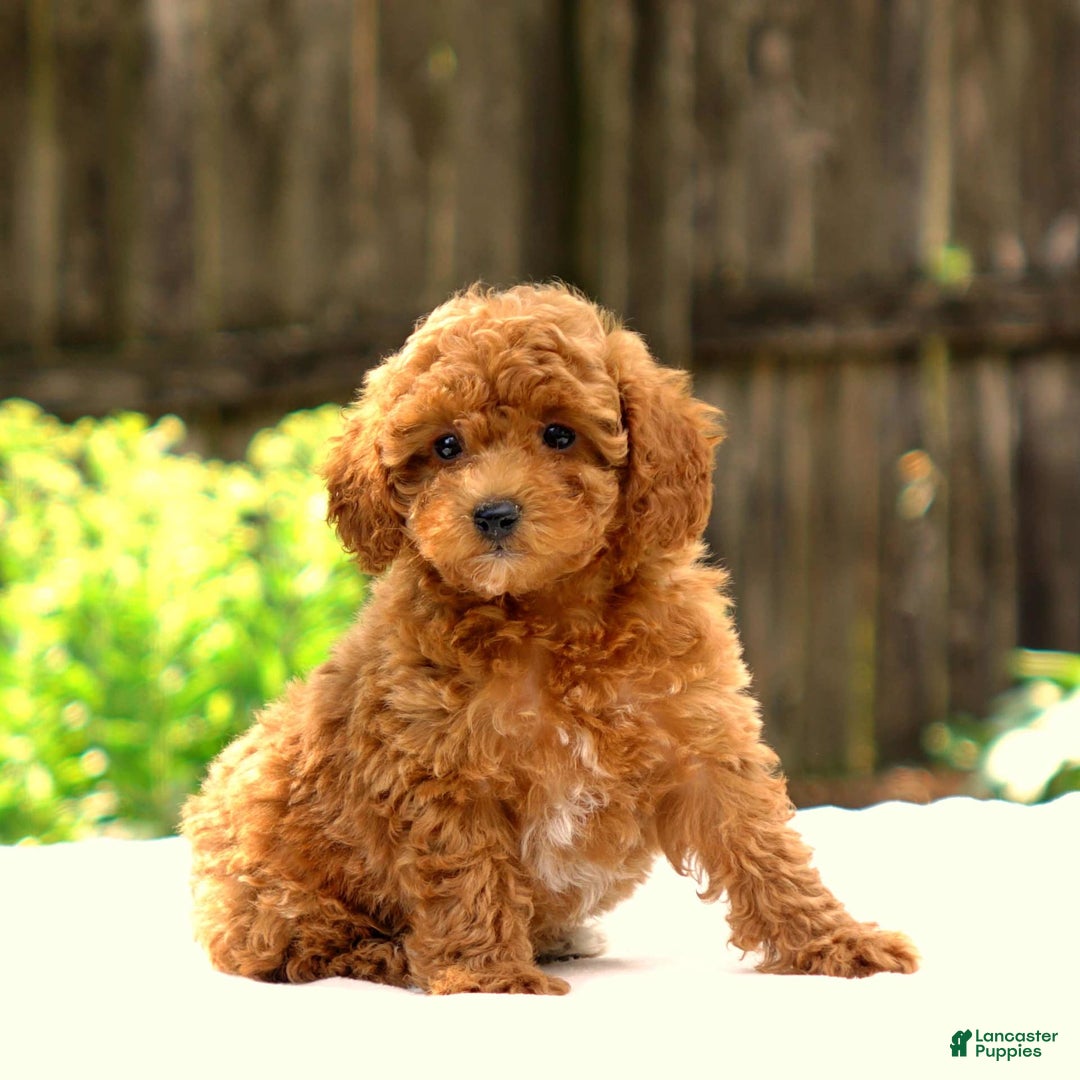 Toy Poodle dogs for sale: Toy Poodle 3 puppies - Image 3