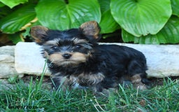 Yorkshire Terrier dogs for sale: Takoda - Image 3
