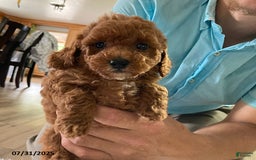 Toy Poodle dogs for sale: Ace - Extra Small - Image 3