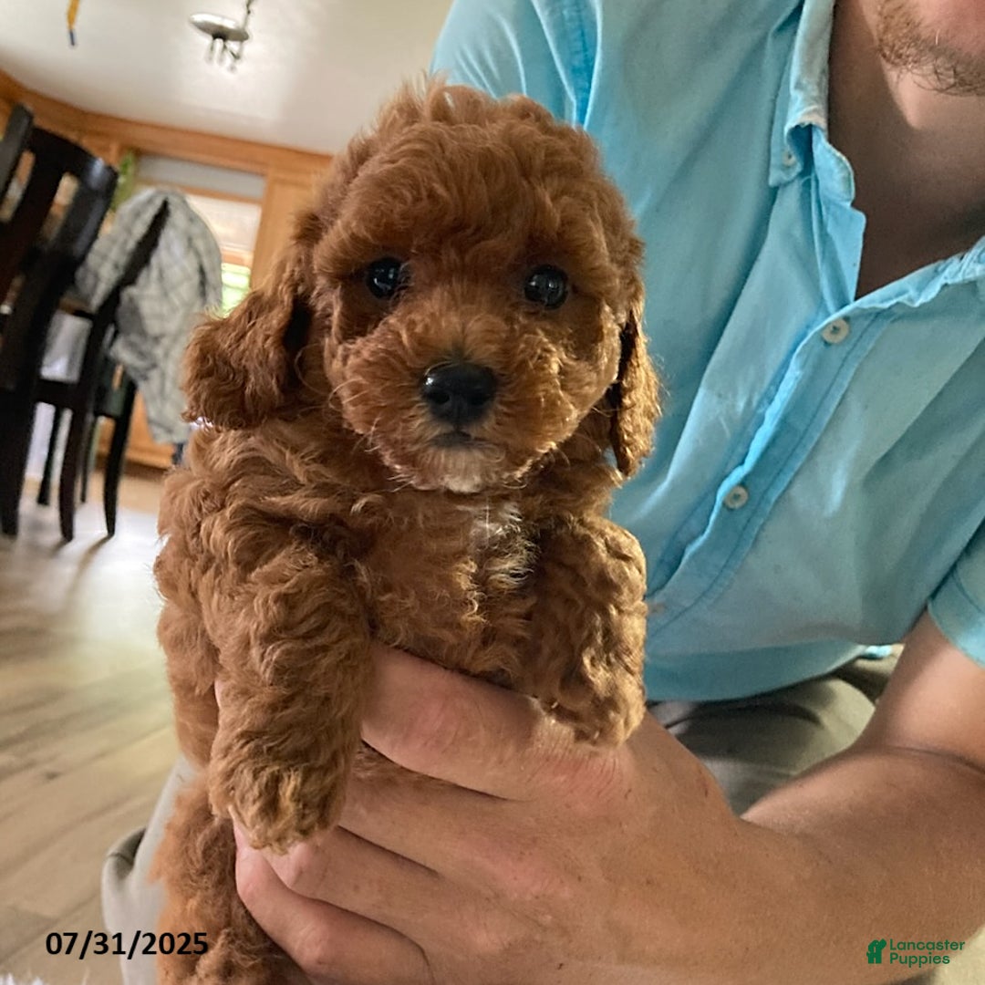 Toy Poodle dogs for sale: Ace - Extra Small - Image 3
