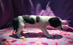 Border Collie dogs for sale: Dolly - Image 16
