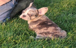 French Bulldog dogs for sale: French Bulldog 2 puppies - Image 5