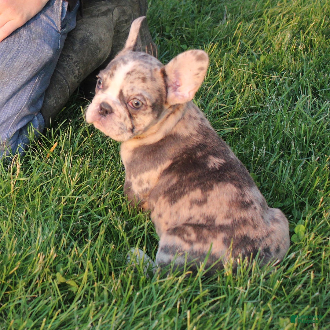 French Bulldog dogs for sale: French Bulldog 2 puppies - Image 5
