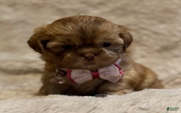 Shih Tzu dogs for sale: Fiona - Image 2