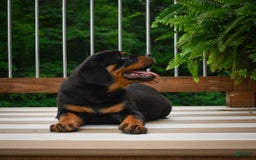 Rottweiler dogs for sale: Clair Bear - Image 2