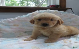 Golden Retriever dogs for sale: Twinkie - Image 13