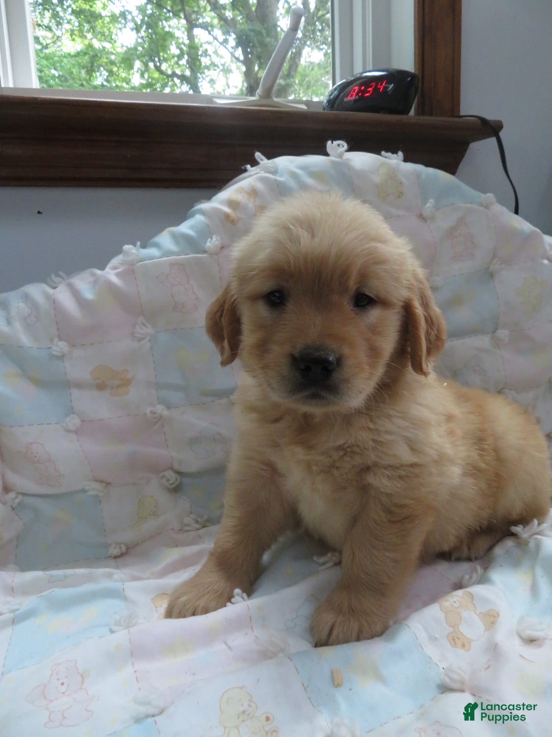 Golden Retriever dogs for sale: Twinkie - Image 13